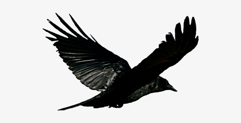 Detail Raven Flying Png Nomer 4