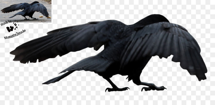 Detail Raven Flying Png Nomer 38