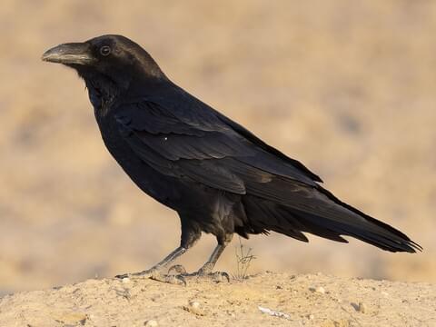 Detail Raven Image Nomer 2