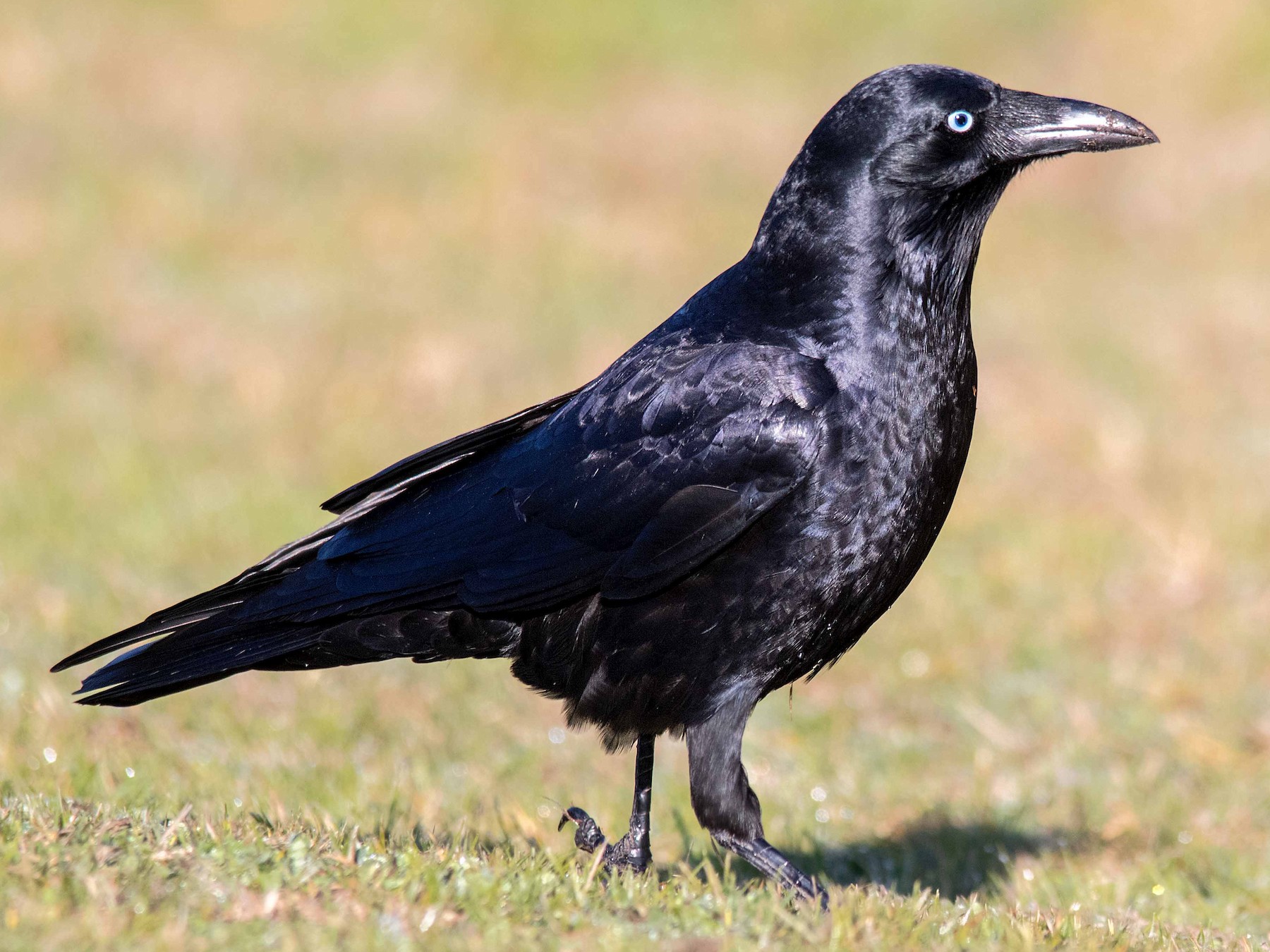 Detail Raven Image Nomer 13