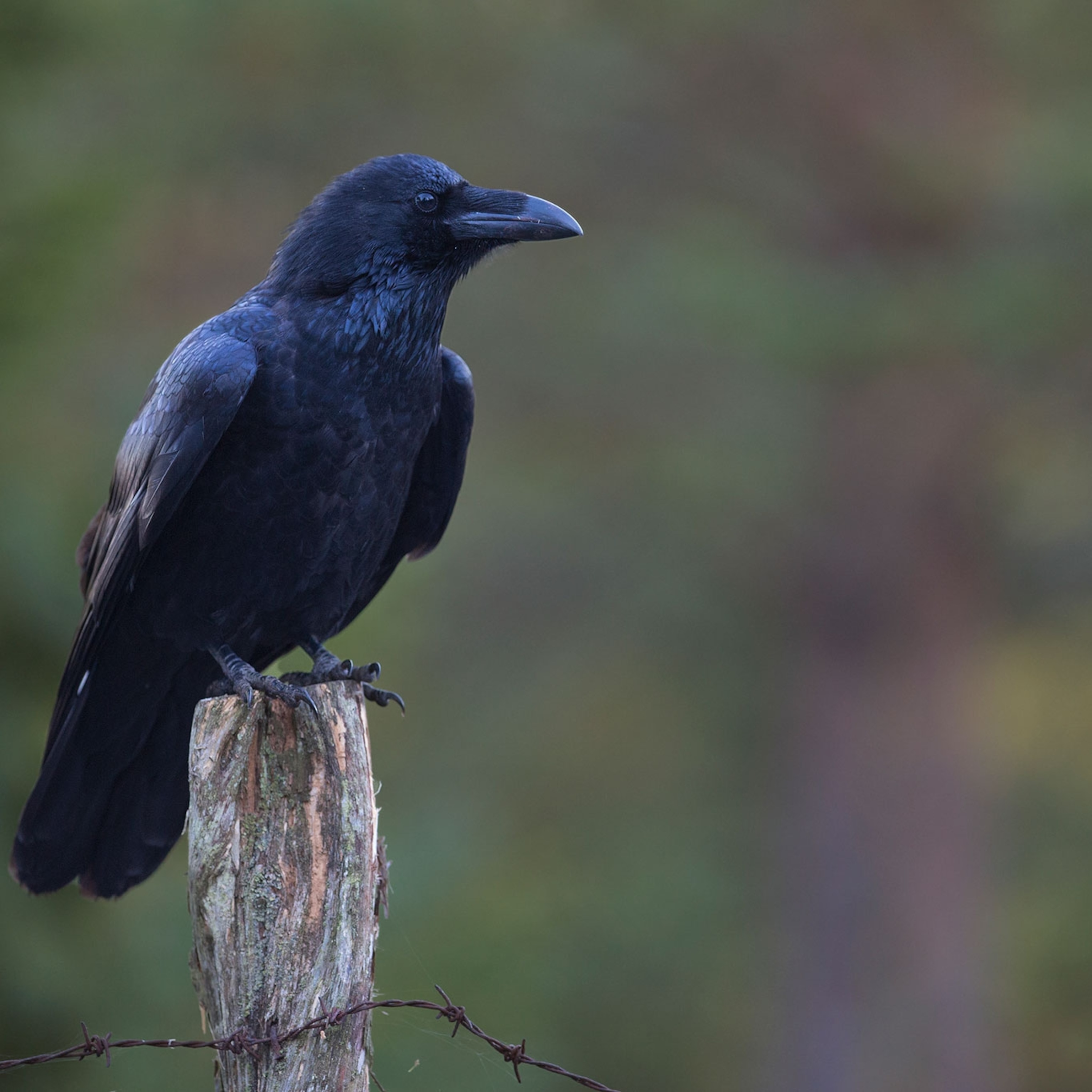 Detail Raven Image Nomer 15
