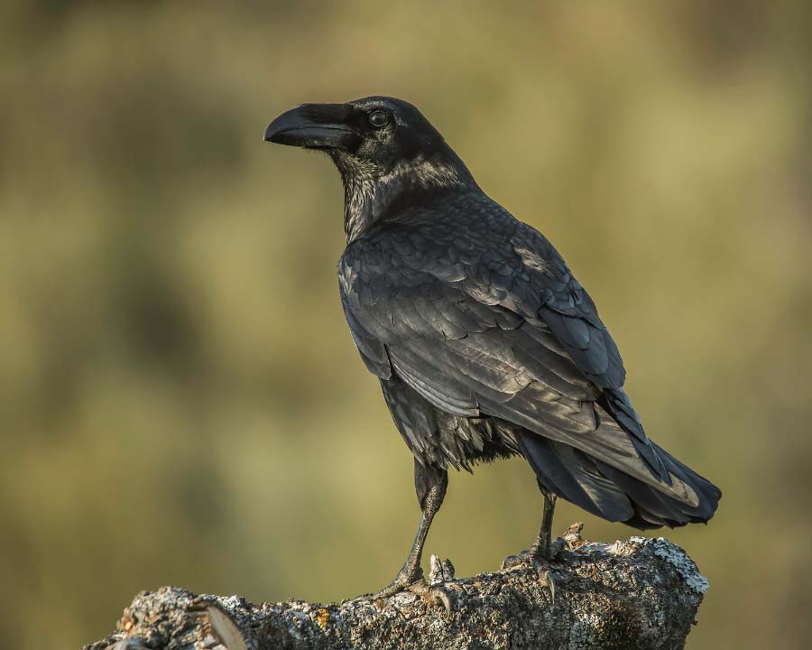 Detail Raven Image Nomer 17