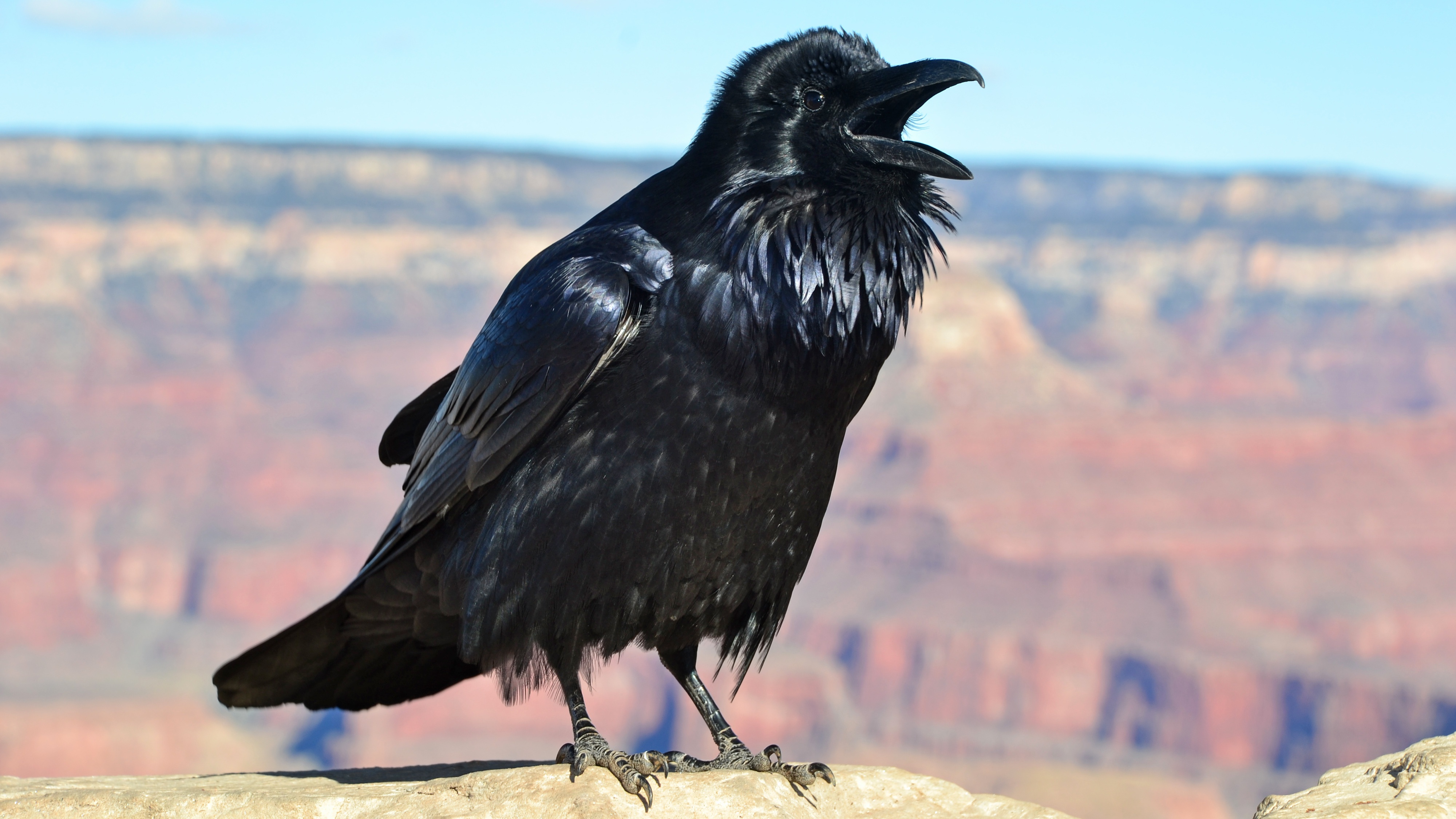 Detail Raven Image Nomer 22