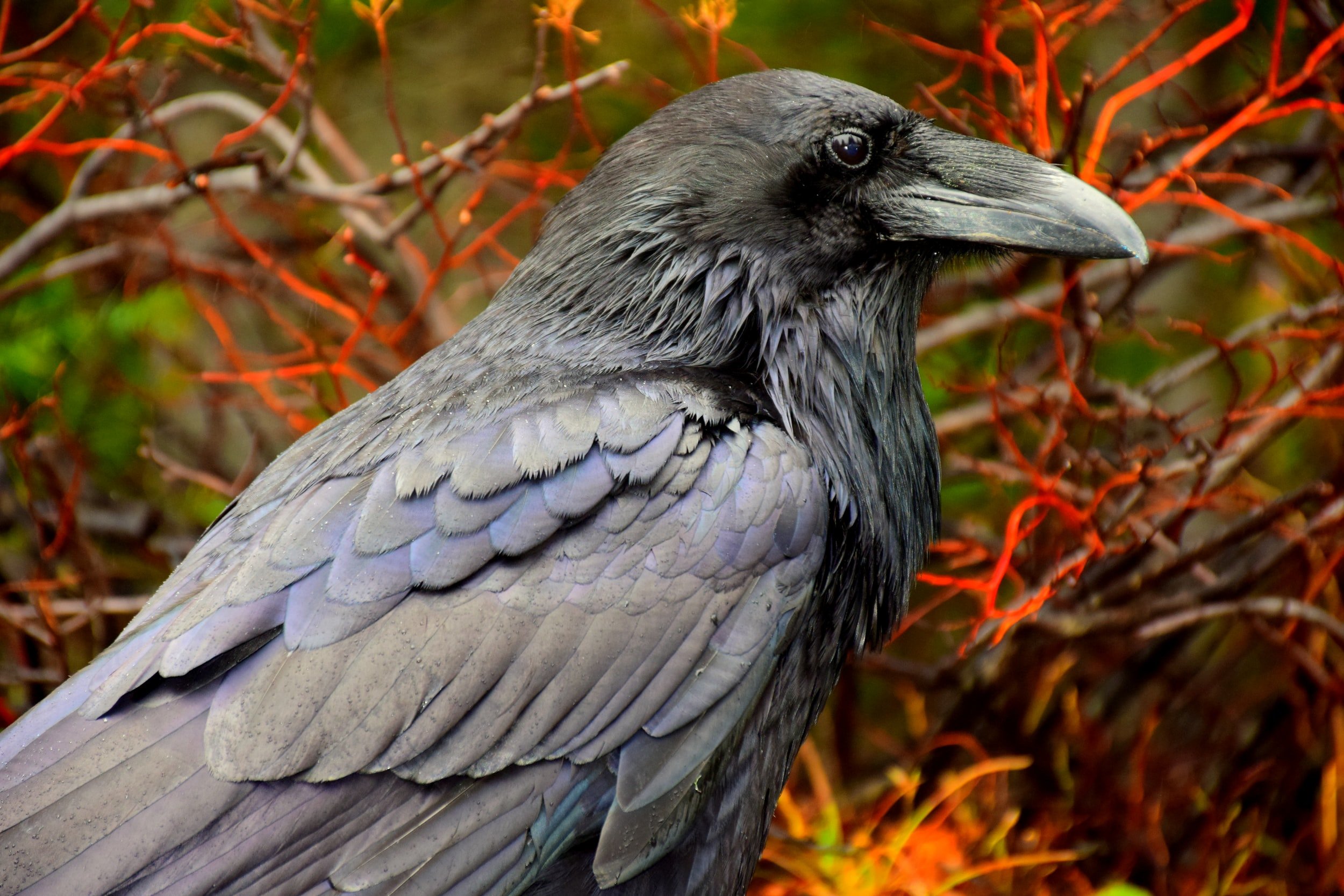 Detail Raven Image Nomer 23