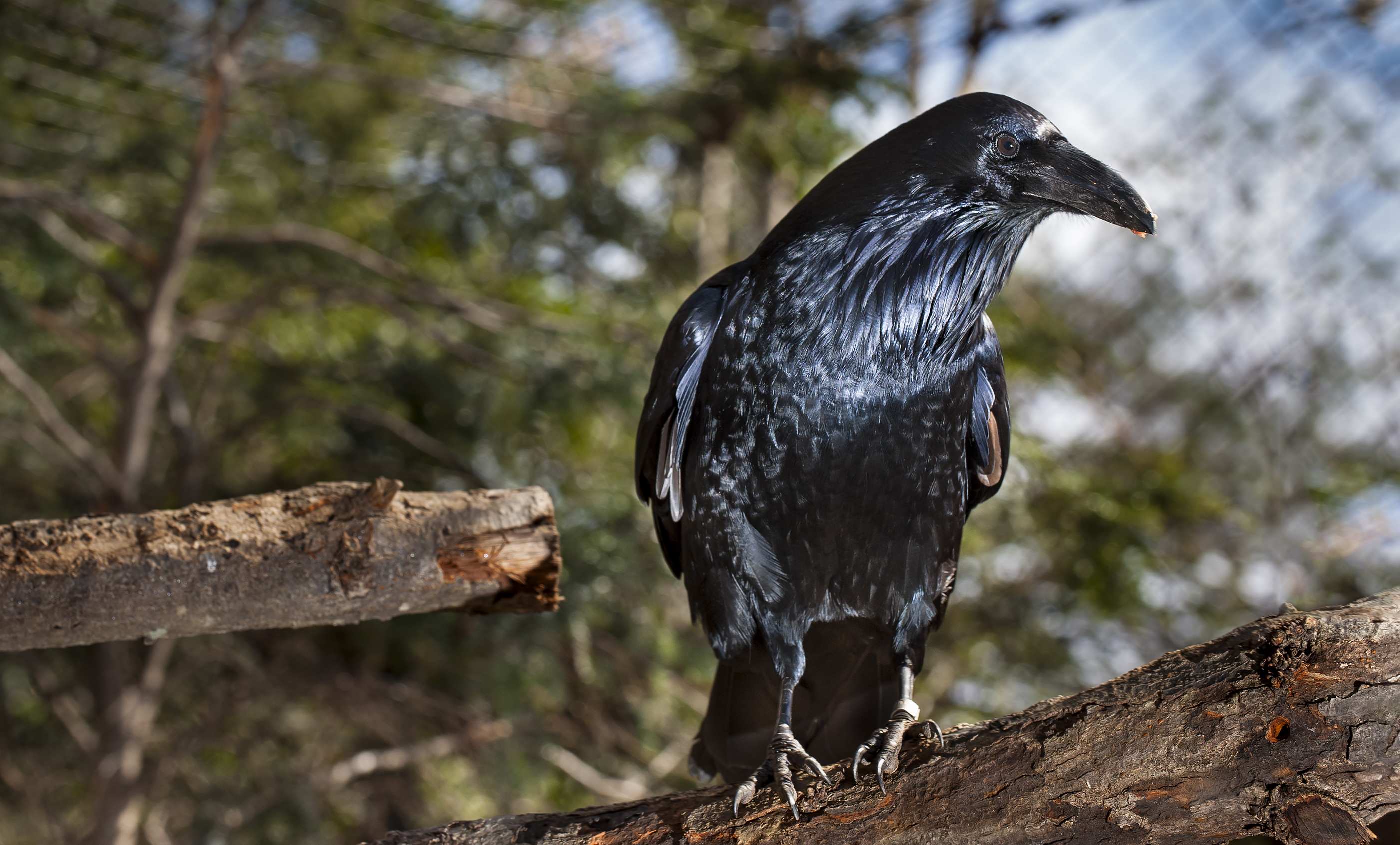 Detail Raven Image Nomer 27