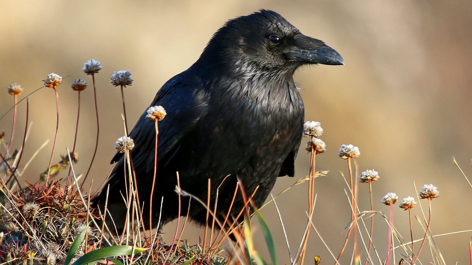 Detail Raven Image Nomer 33