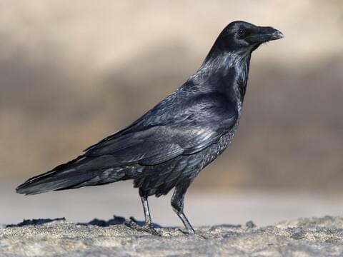 Detail Raven Image Nomer 34