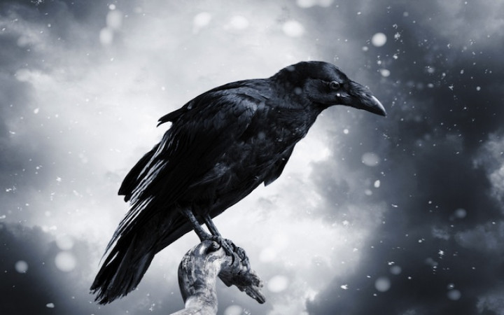 Detail Raven Image Nomer 35