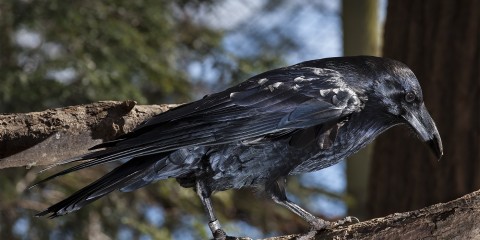Detail Raven Image Nomer 40
