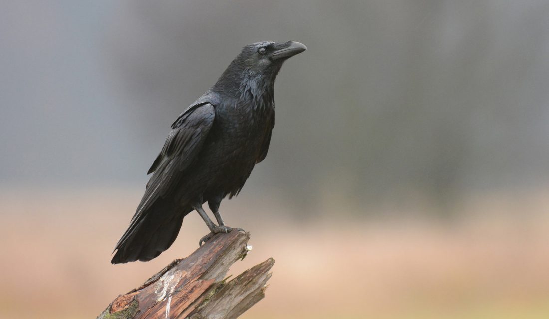 Detail Raven Image Nomer 42