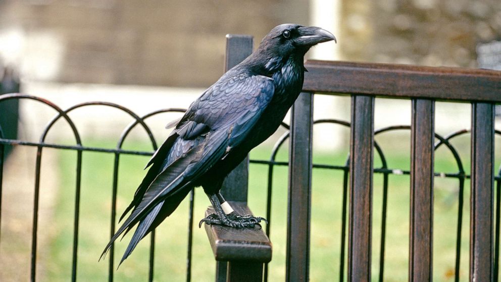 Detail Raven Image Nomer 43
