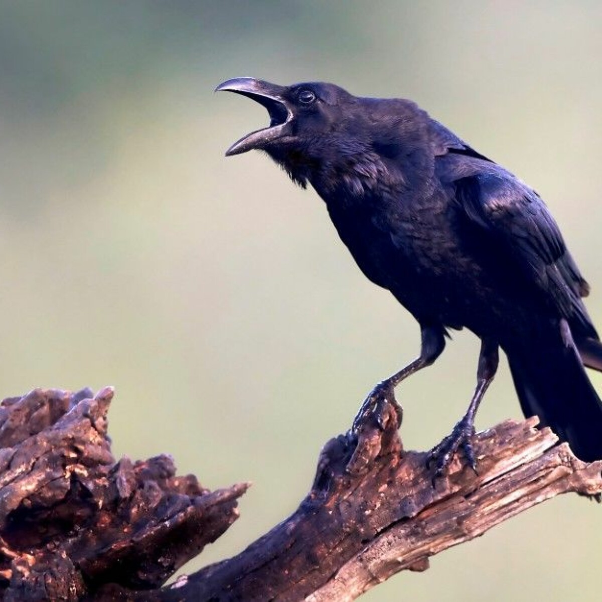 Detail Raven Image Nomer 45