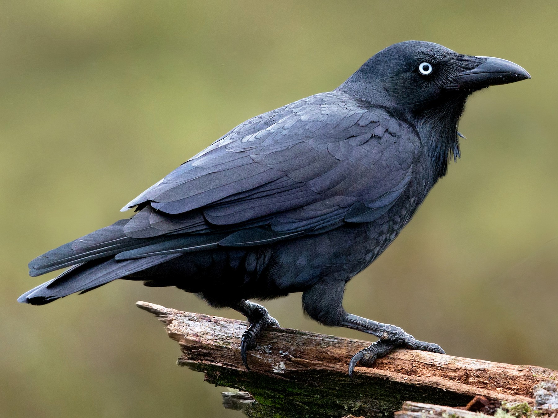 Detail Raven Image Nomer 5