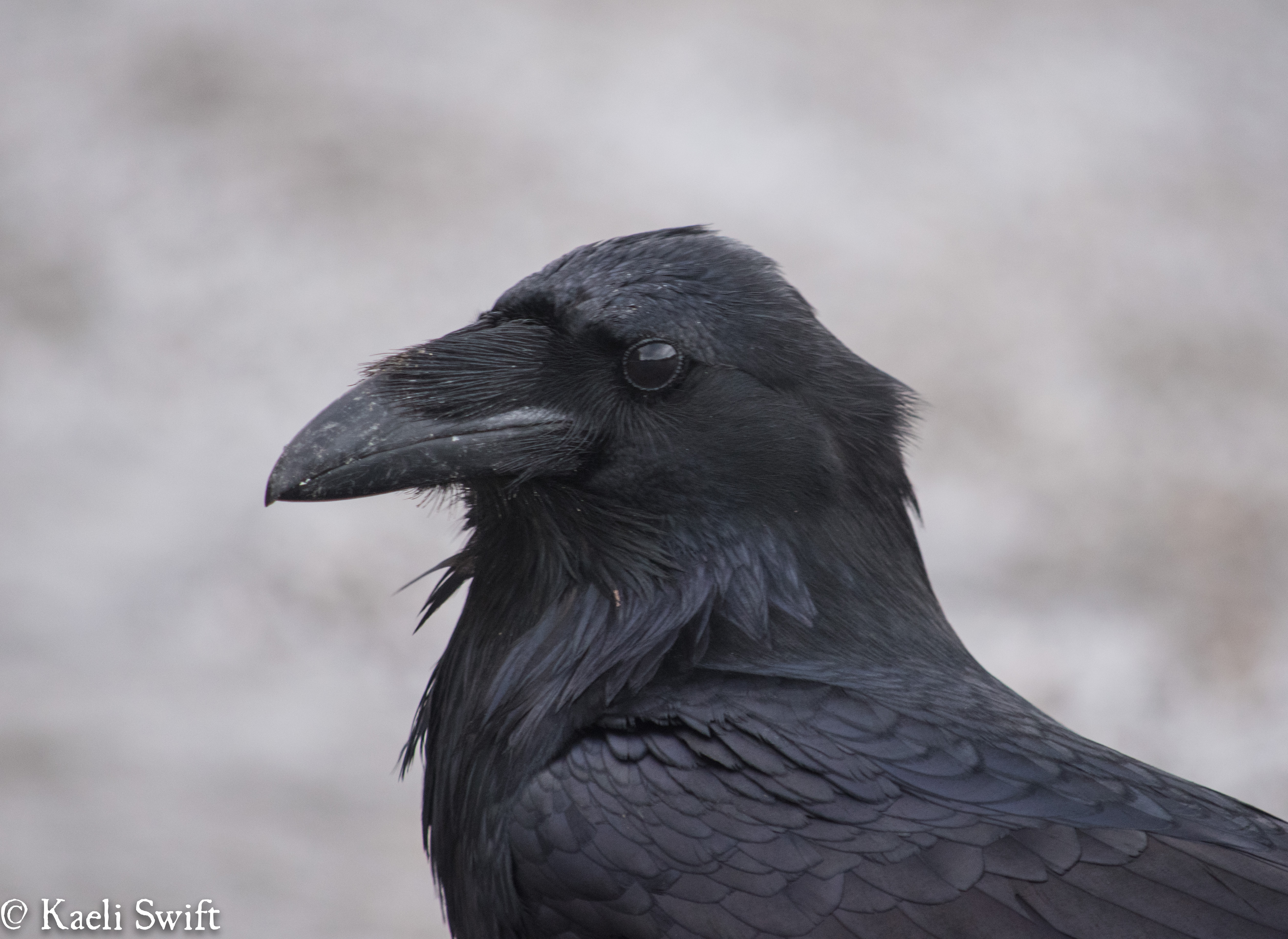 Detail Raven Image Nomer 46