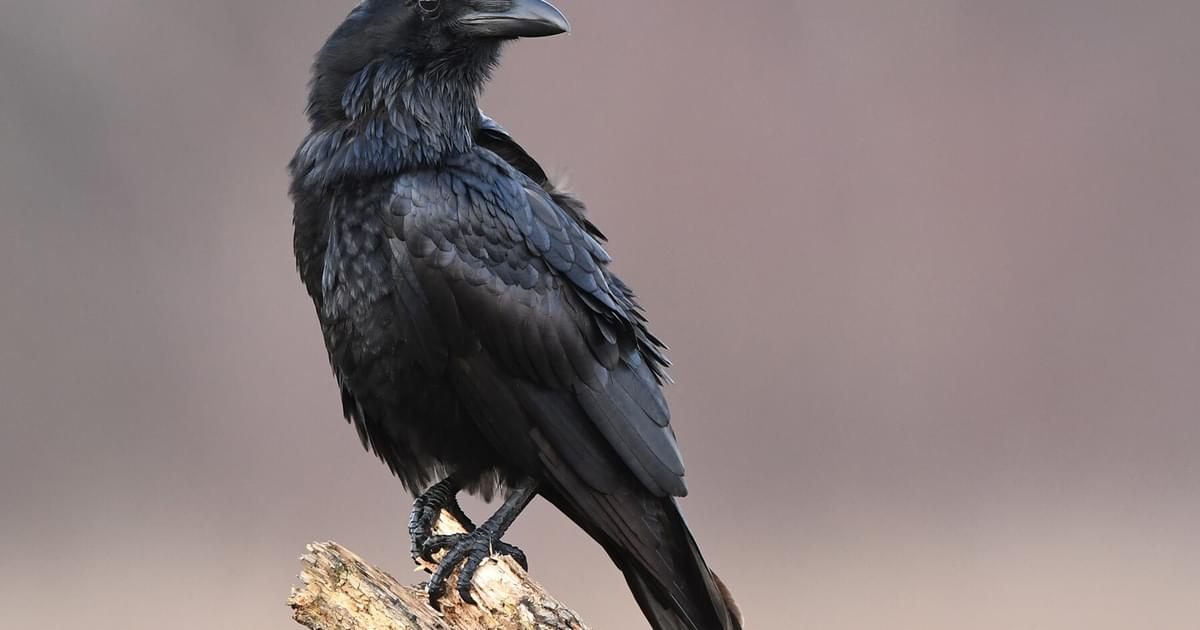 Detail Raven Image Nomer 48