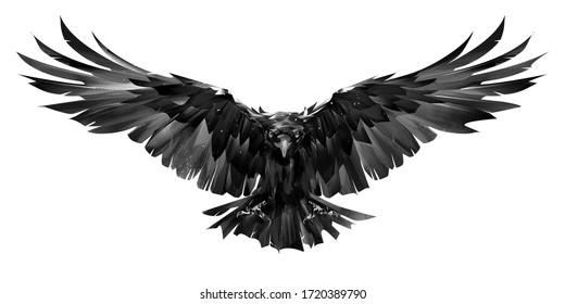 Detail Raven Image Bird Nomer 15