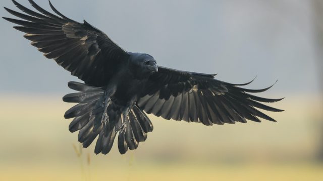 Detail Raven Image Bird Nomer 34