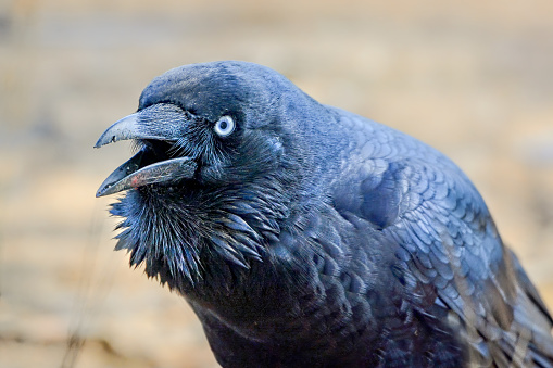 Detail Raven Images Nomer 38