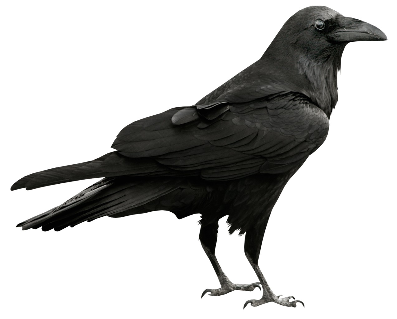Detail Raven Images Free Nomer 16