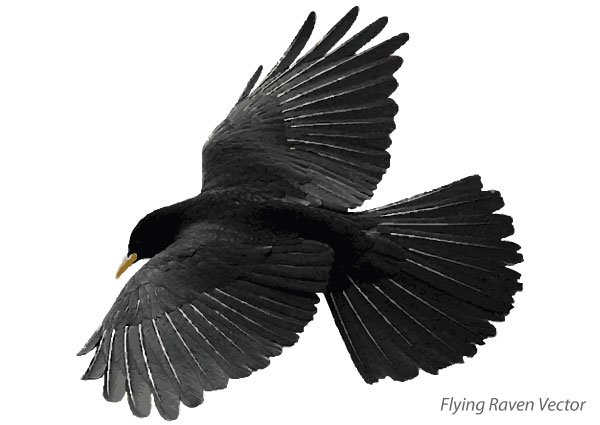 Detail Raven Images Free Nomer 44