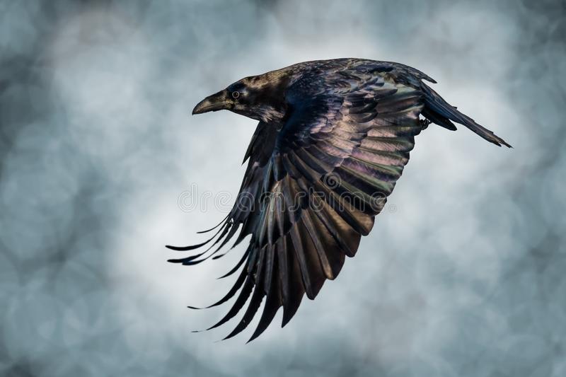 Detail Raven Images Free Nomer 47