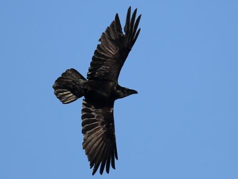 Raven In Flight Images - KibrisPDR