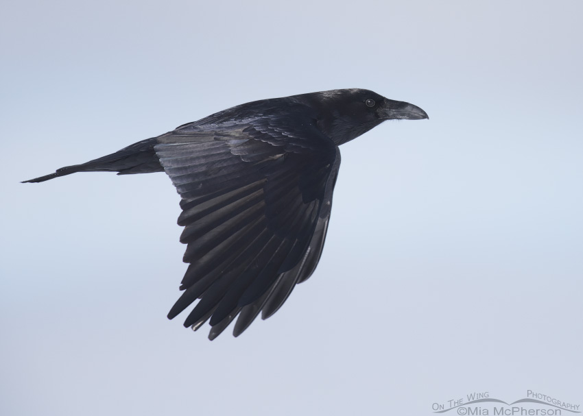 Detail Raven In Flight Images Nomer 2