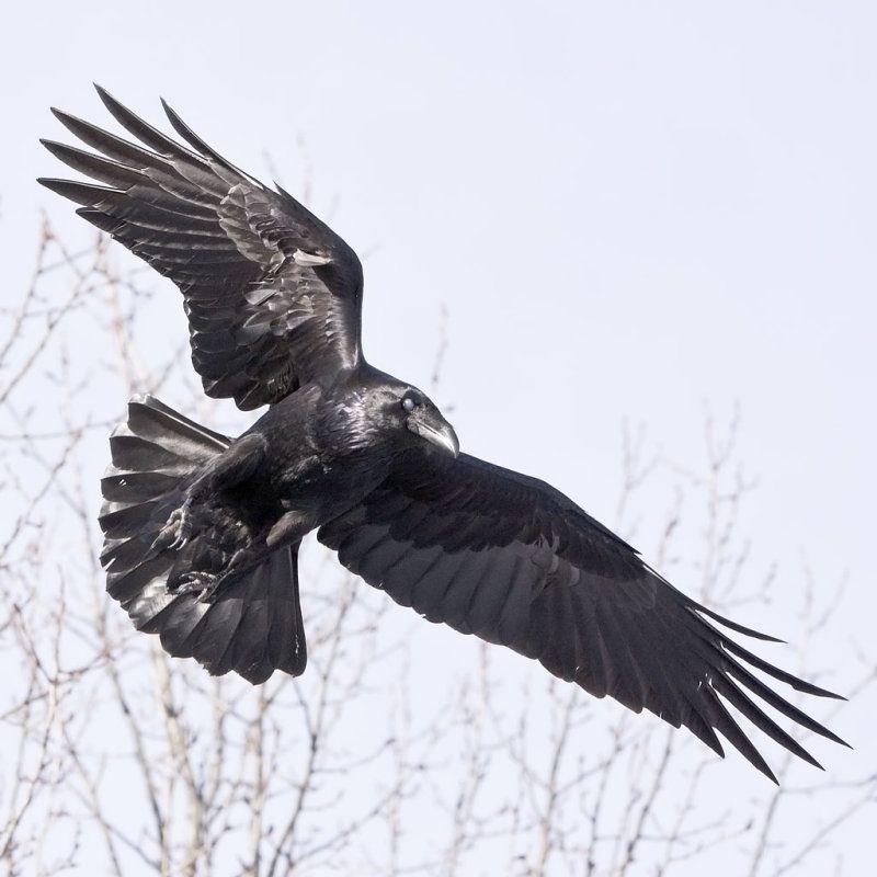 Detail Raven In Flight Images Nomer 12