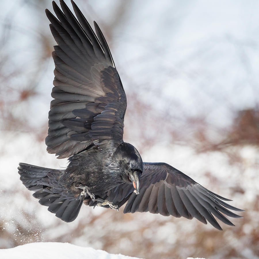 Detail Raven In Flight Images Nomer 17