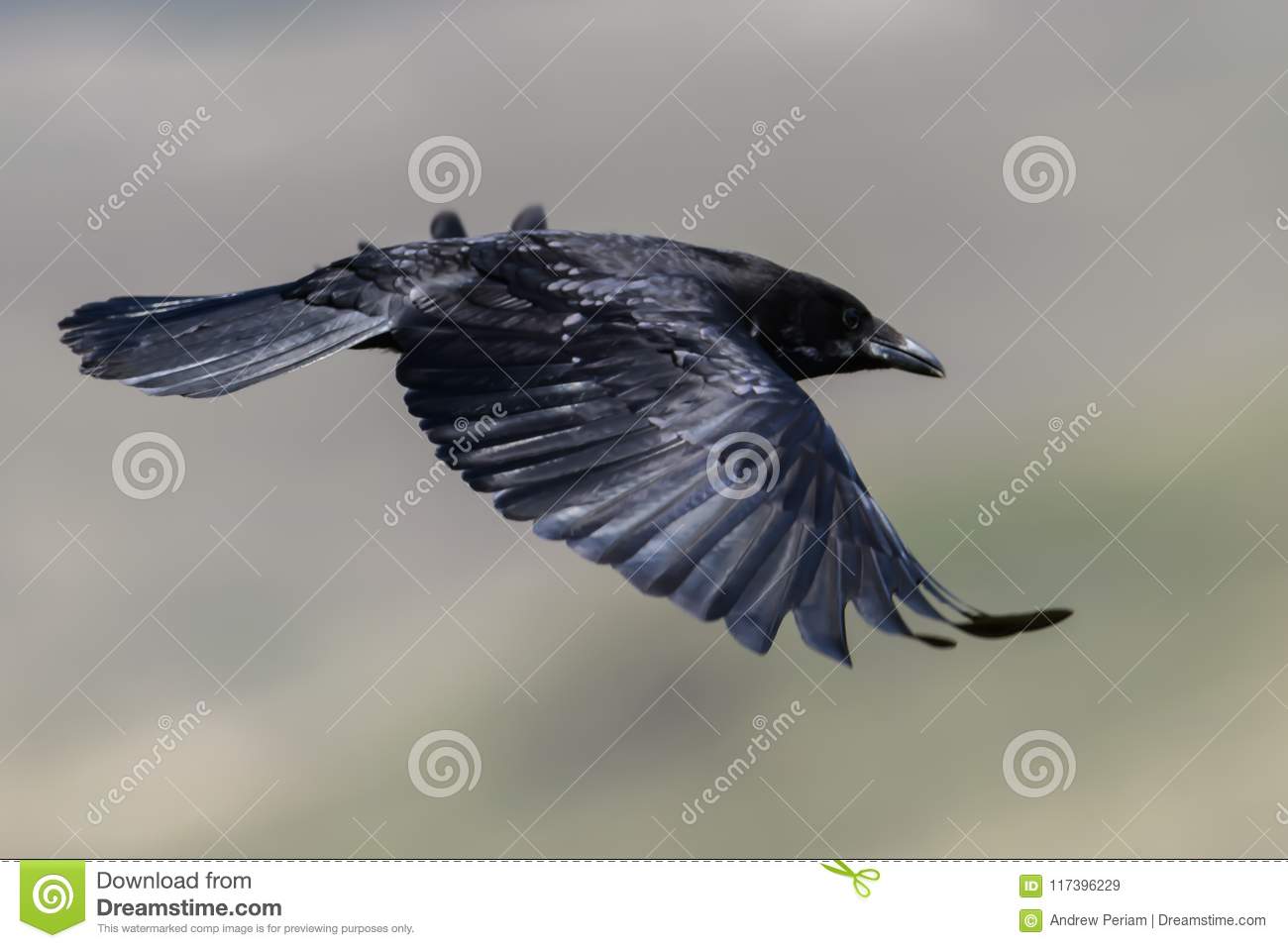 Detail Raven In Flight Images Nomer 27