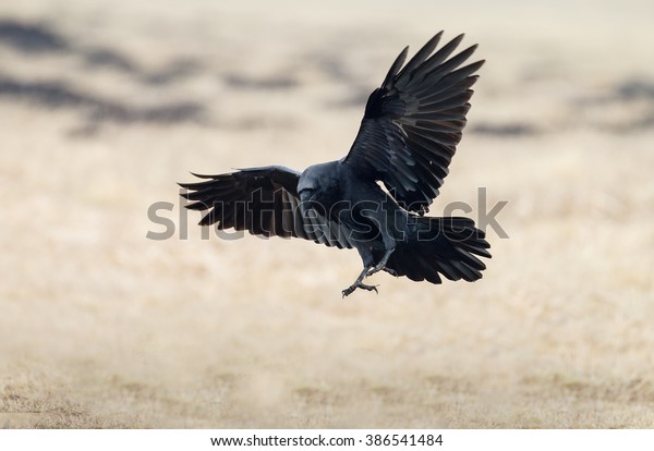 Detail Raven In Flight Images Nomer 29