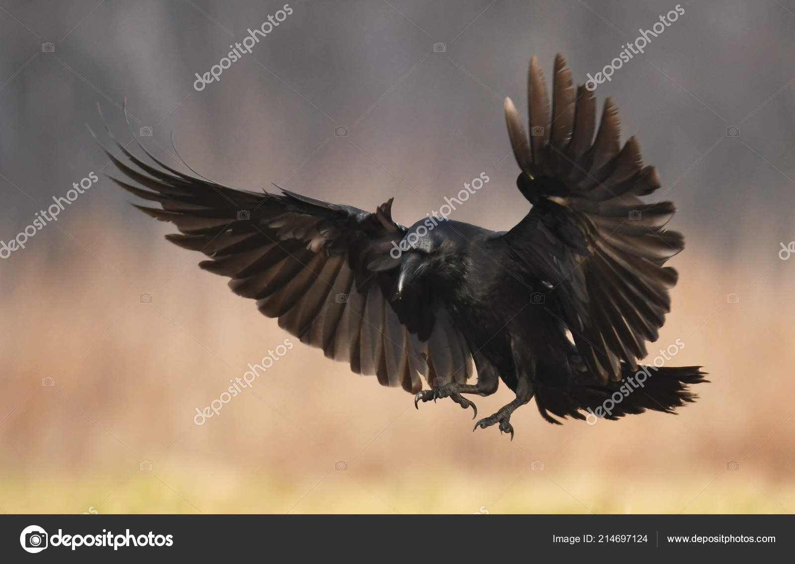 Detail Raven In Flight Images Nomer 32