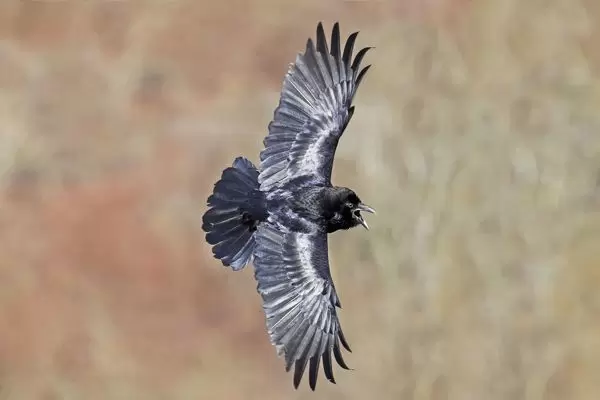 Detail Raven In Flight Images Nomer 36