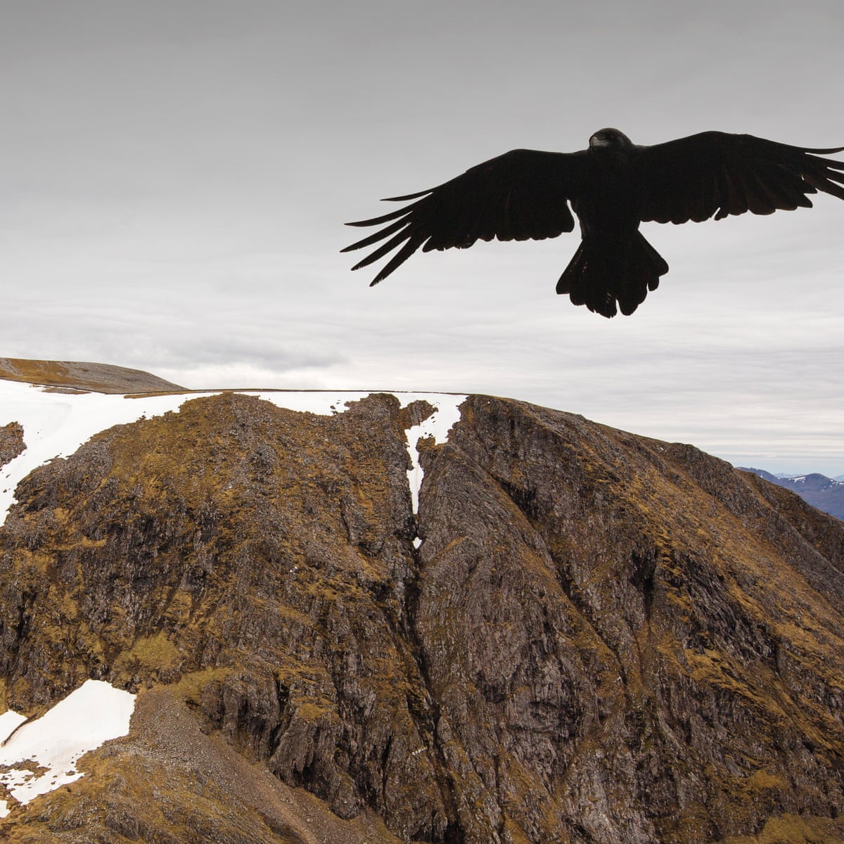 Detail Raven In Flight Images Nomer 38