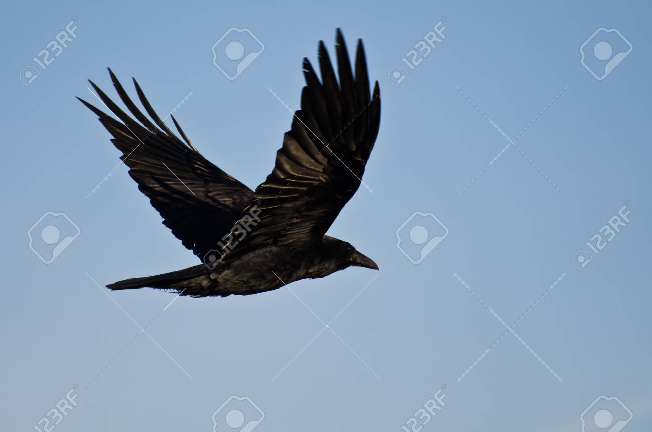 Detail Raven In Flight Images Nomer 42