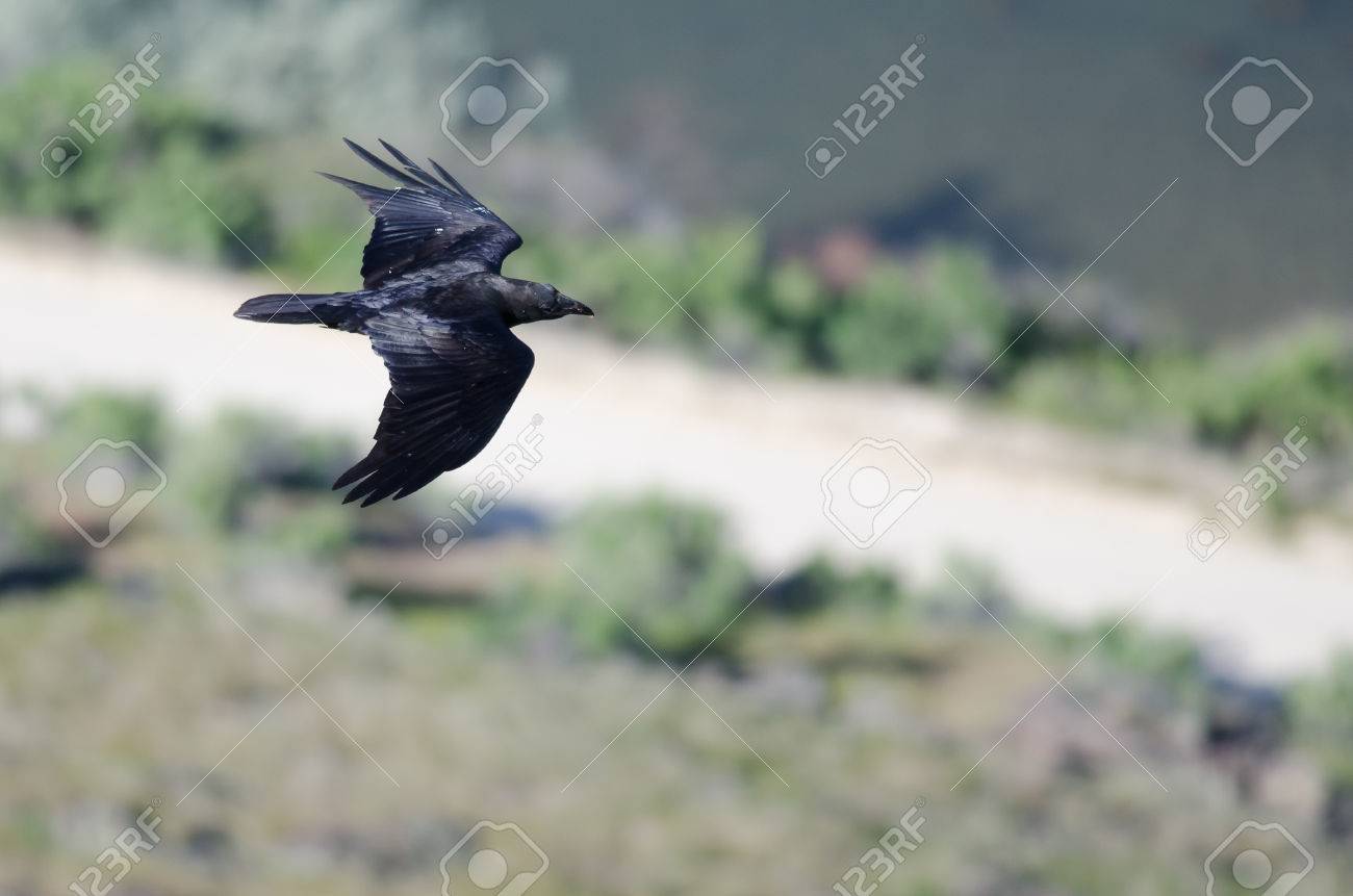 Detail Raven In Flight Images Nomer 45
