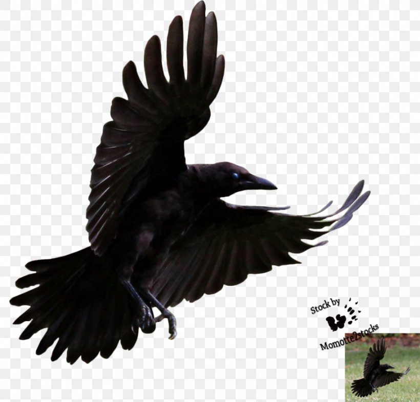 Detail Raven In Flight Images Nomer 48