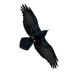 Detail Raven In Flight Images Nomer 49