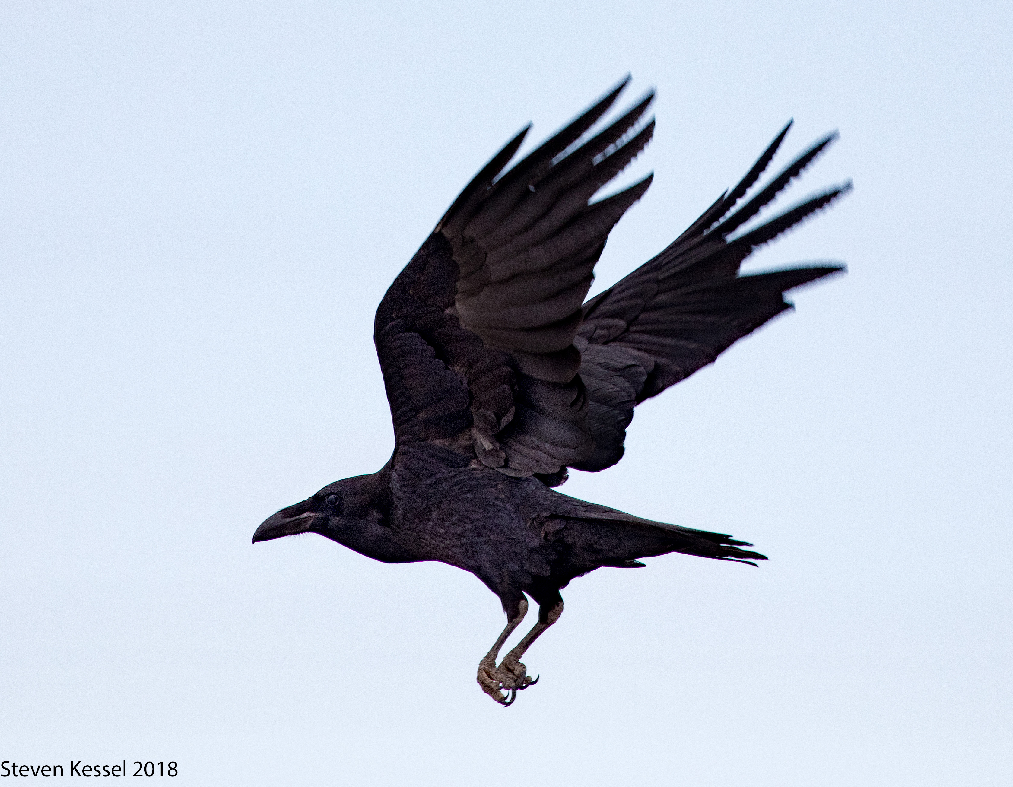 Detail Raven In Flight Images Nomer 6