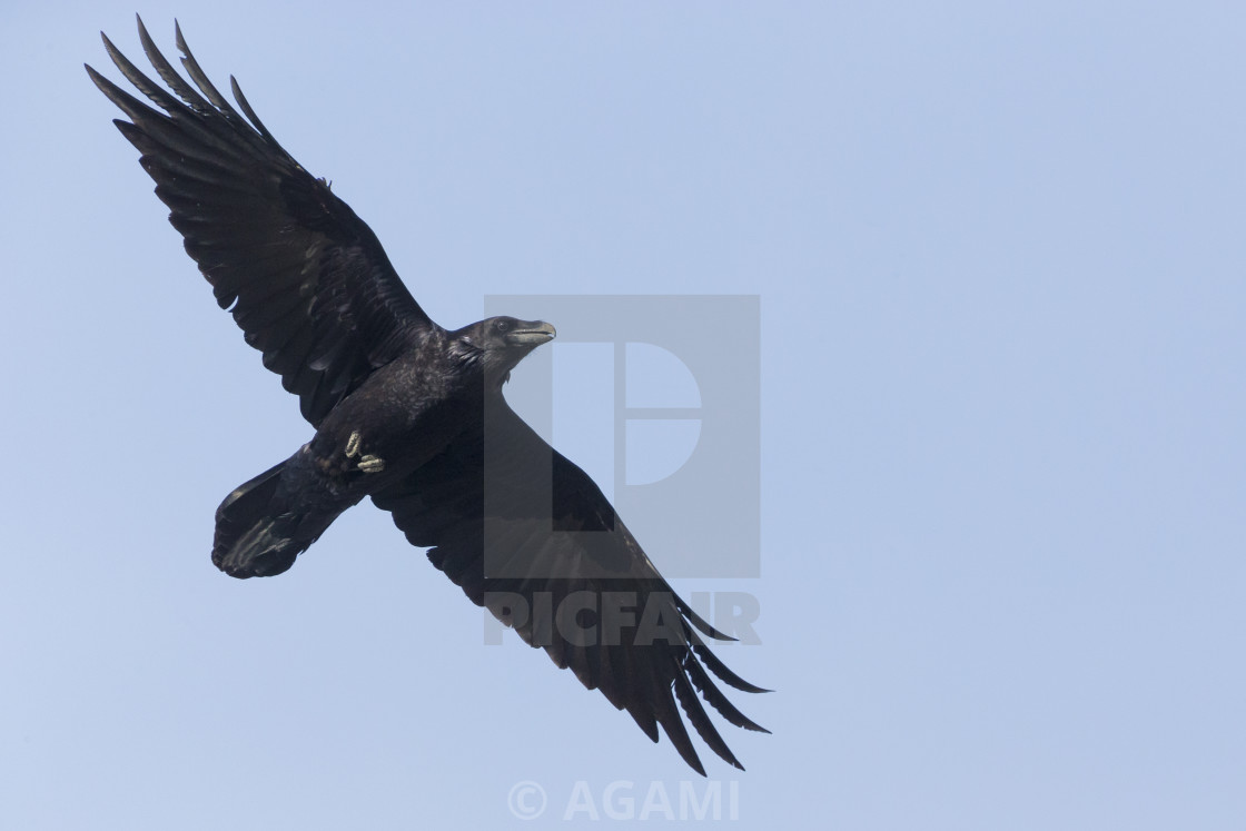 Detail Raven In Flight Images Nomer 55