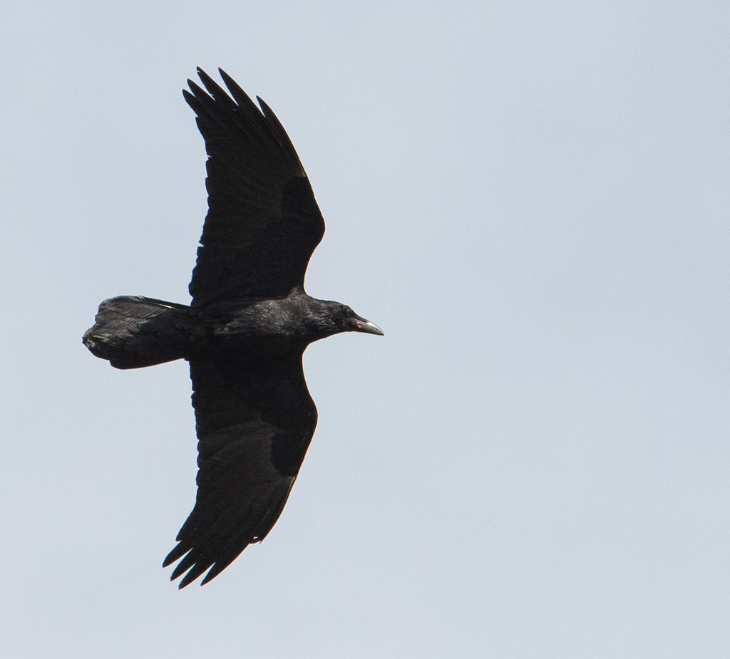 Detail Raven In Flight Images Nomer 57