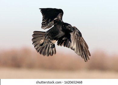 Detail Raven In Flight Images Nomer 58