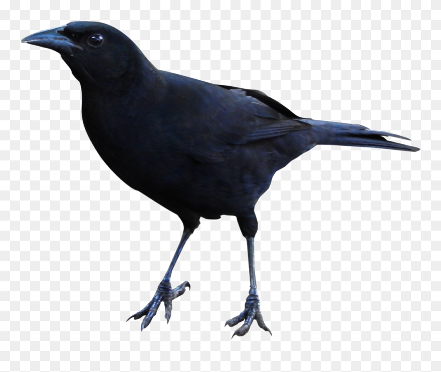 Detail Raven No Background Nomer 20