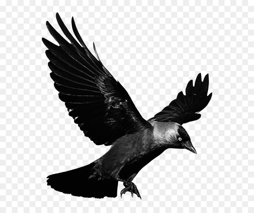 Detail Raven No Background Nomer 4
