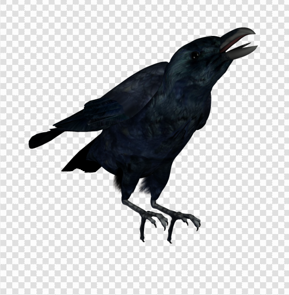 Detail Raven No Background Nomer 42