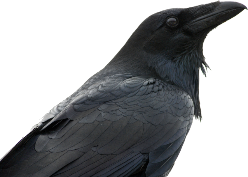 Detail Raven Png Nomer 42