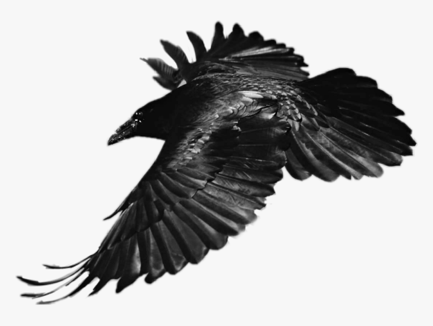 Detail Raven Png Nomer 7