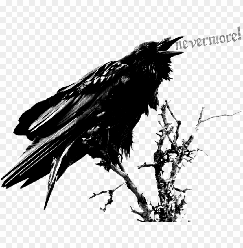 Detail Raven Png Nomer 8