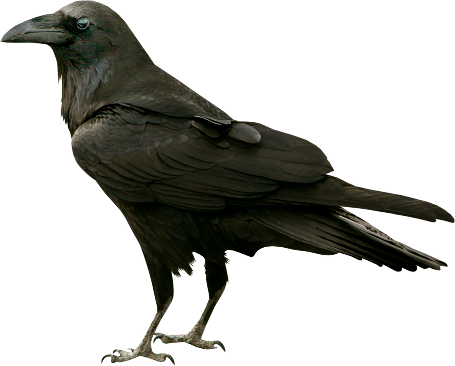 Detail Raven Transparent Nomer 11