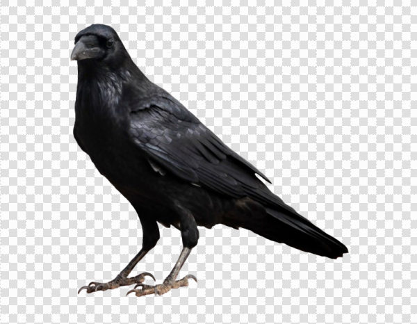 Detail Raven Transparent Nomer 12